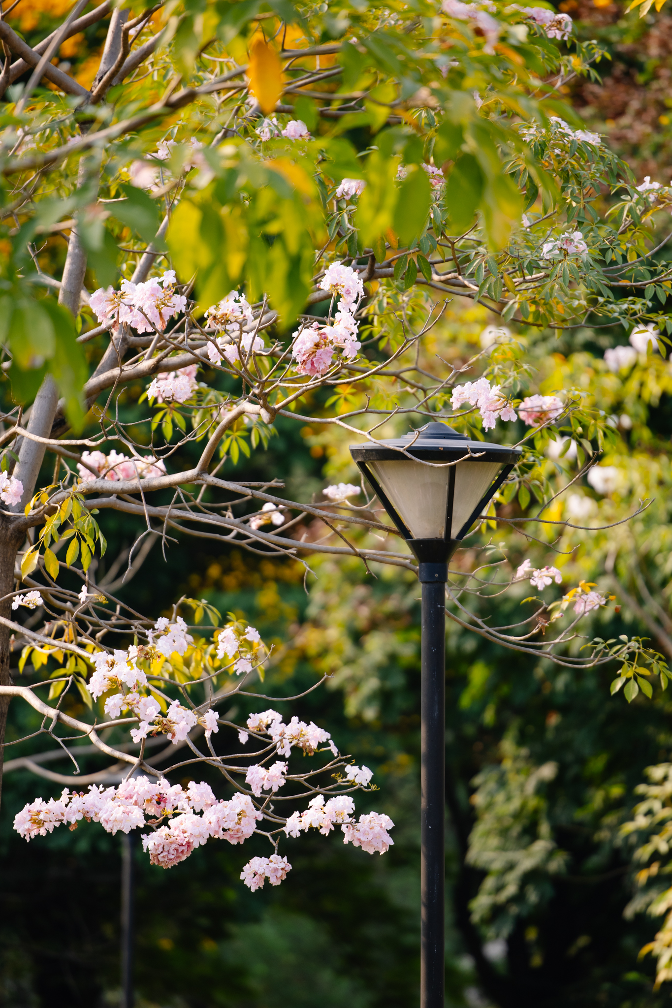 Giữa cái nắng gắt ở TP.HCM, dân tình đồng loạt đi chậm lại ngắm hàng kèn hồng hiếm hoi trong năm- Ảnh 8.