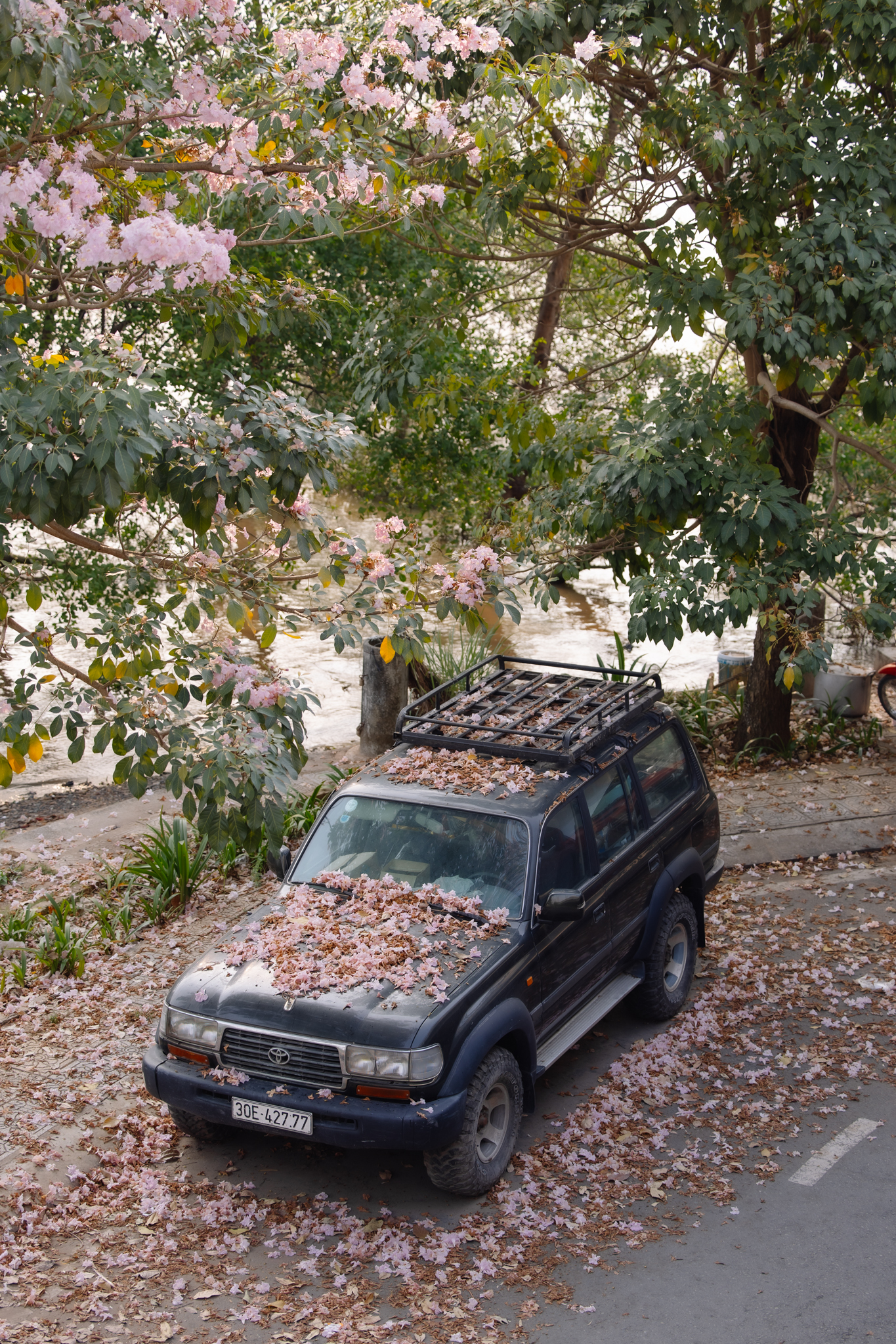 Giữa cái nắng gắt ở TP.HCM, dân tình đồng loạt đi chậm lại ngắm hàng kèn hồng hiếm hoi trong năm- Ảnh 15.