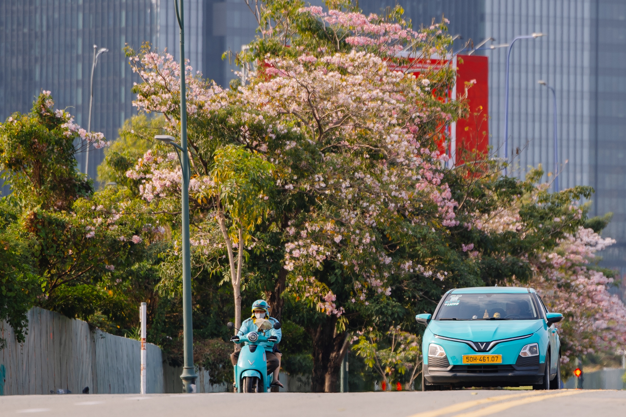 Giữa cái nắng gắt ở TP.HCM, dân tình đồng loạt đi chậm lại ngắm hàng kèn hồng hiếm hoi trong năm- Ảnh 16.