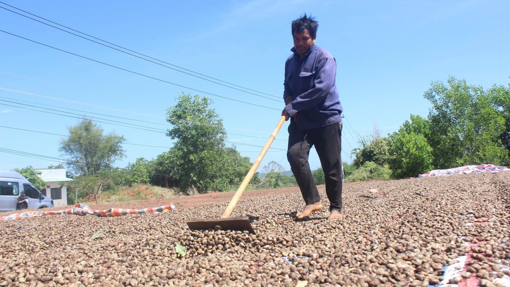 Điều mất mùa vì thời tiết, nông dân hối hả tìm giống mới cứu vãn - 2