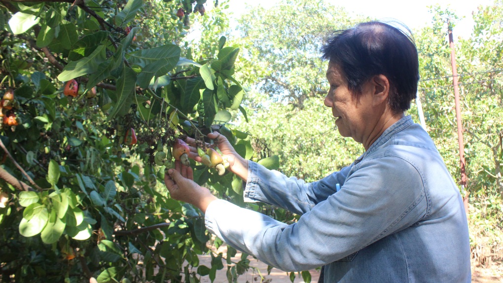 Điều mất mùa vì thời tiết, nông dân hối hả tìm giống mới cứu vãn - 4