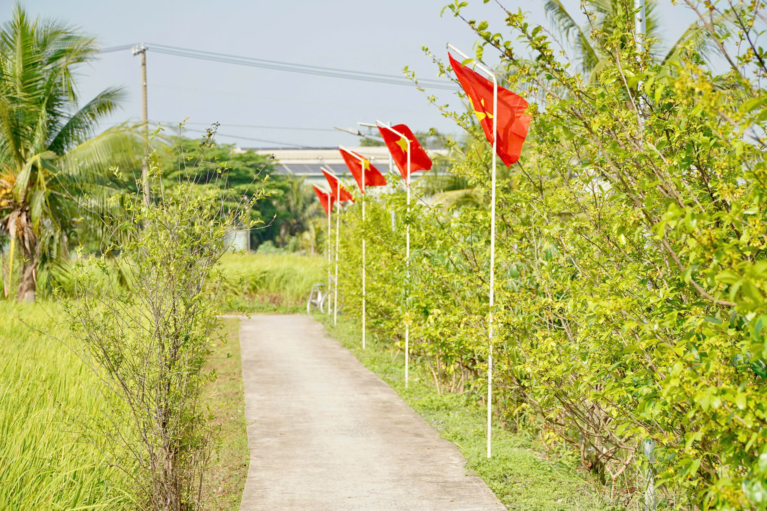 Thắp sáng con đường vào nhà Mẹ Việt Nam anh hùng ở xã Tân Nhựt - Ảnh 5.