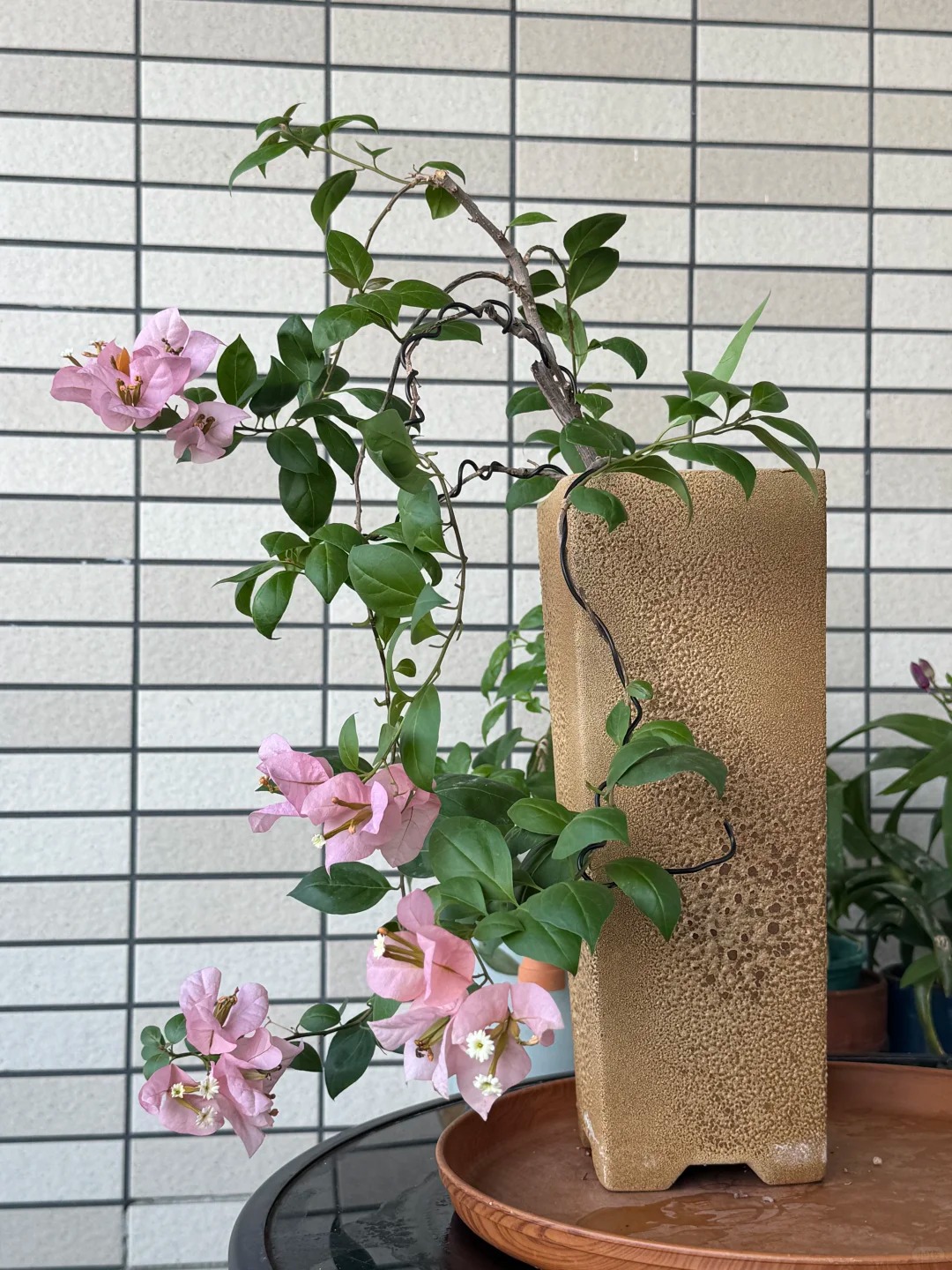 Giải mã cơn sốt chưng hoa giấy bonsai mini: Cây đong đầy năng lượng dương giúp xua tà khí, nhà chật mấy cũng rước được vượng khí vào nhà- Ảnh 3.