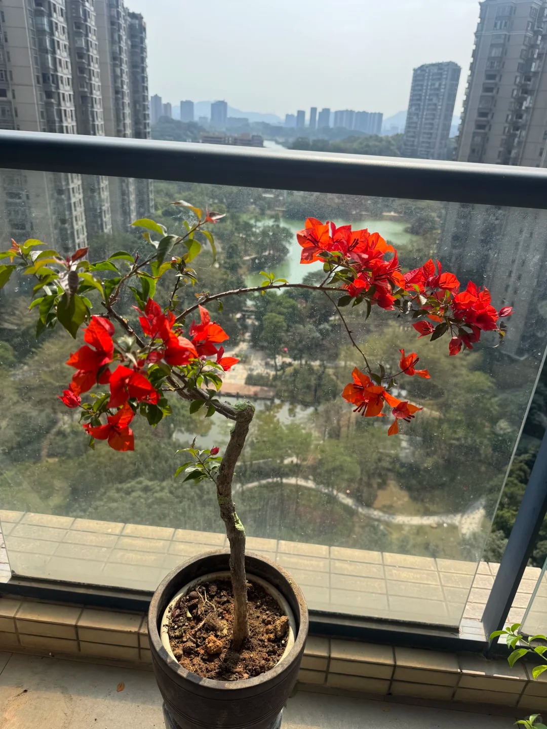 Giải mã cơn sốt chưng hoa giấy bonsai mini: Cây đong đầy năng lượng dương giúp xua tà khí, nhà chật mấy cũng rước được vượng khí vào nhà- Ảnh 4.