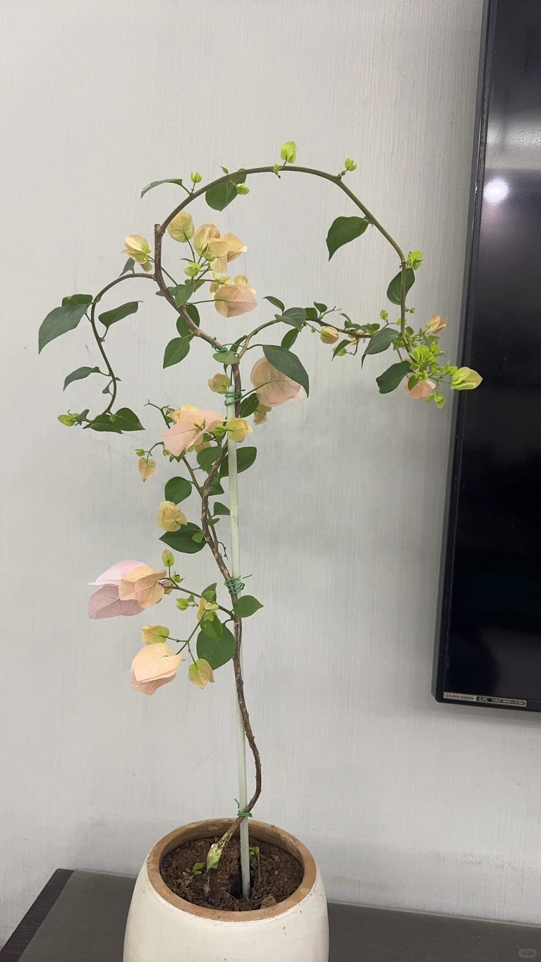 Giải mã cơn sốt chưng hoa giấy bonsai mini: Cây đong đầy năng lượng dương giúp xua tà khí, nhà chật mấy cũng rước được vượng khí vào nhà- Ảnh 5.