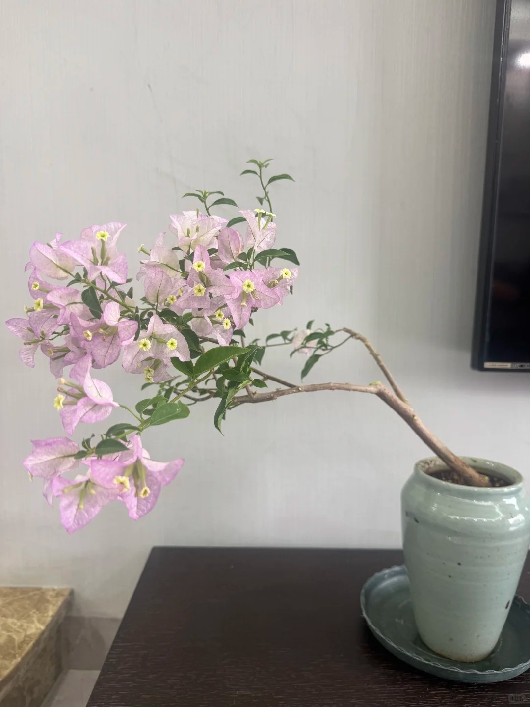 Giải mã cơn sốt chưng hoa giấy bonsai mini: Cây đong đầy năng lượng dương giúp xua tà khí, nhà chật mấy cũng rước được vượng khí vào nhà- Ảnh 9.