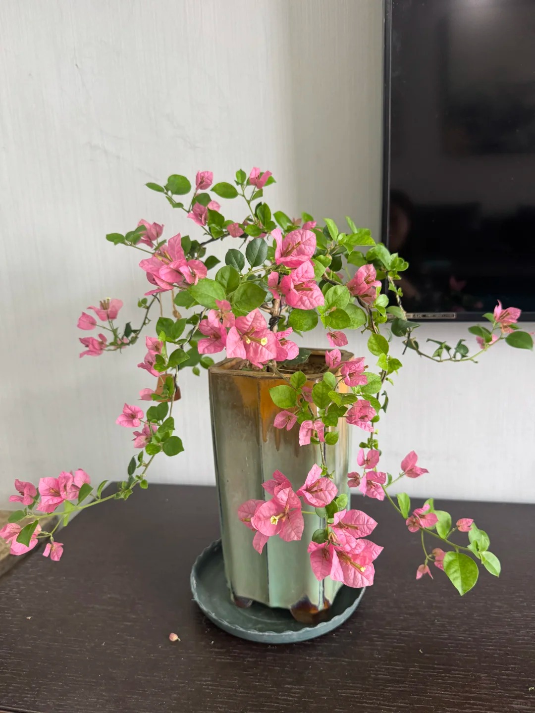 Giải mã cơn sốt chưng hoa giấy bonsai mini: Cây đong đầy năng lượng dương giúp xua tà khí, nhà chật mấy cũng rước được vượng khí vào nhà- Ảnh 10.