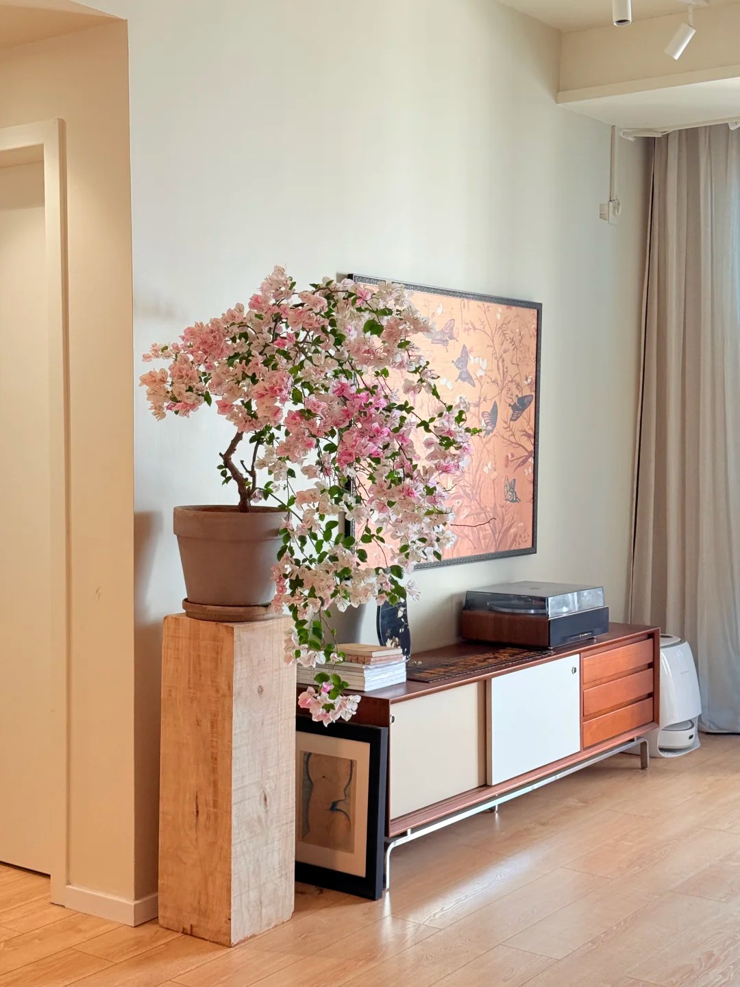 Giải mã cơn sốt chưng hoa giấy bonsai mini: Cây đong đầy năng lượng dương giúp xua tà khí, nhà chật mấy cũng rước được vượng khí vào nhà- Ảnh 11.