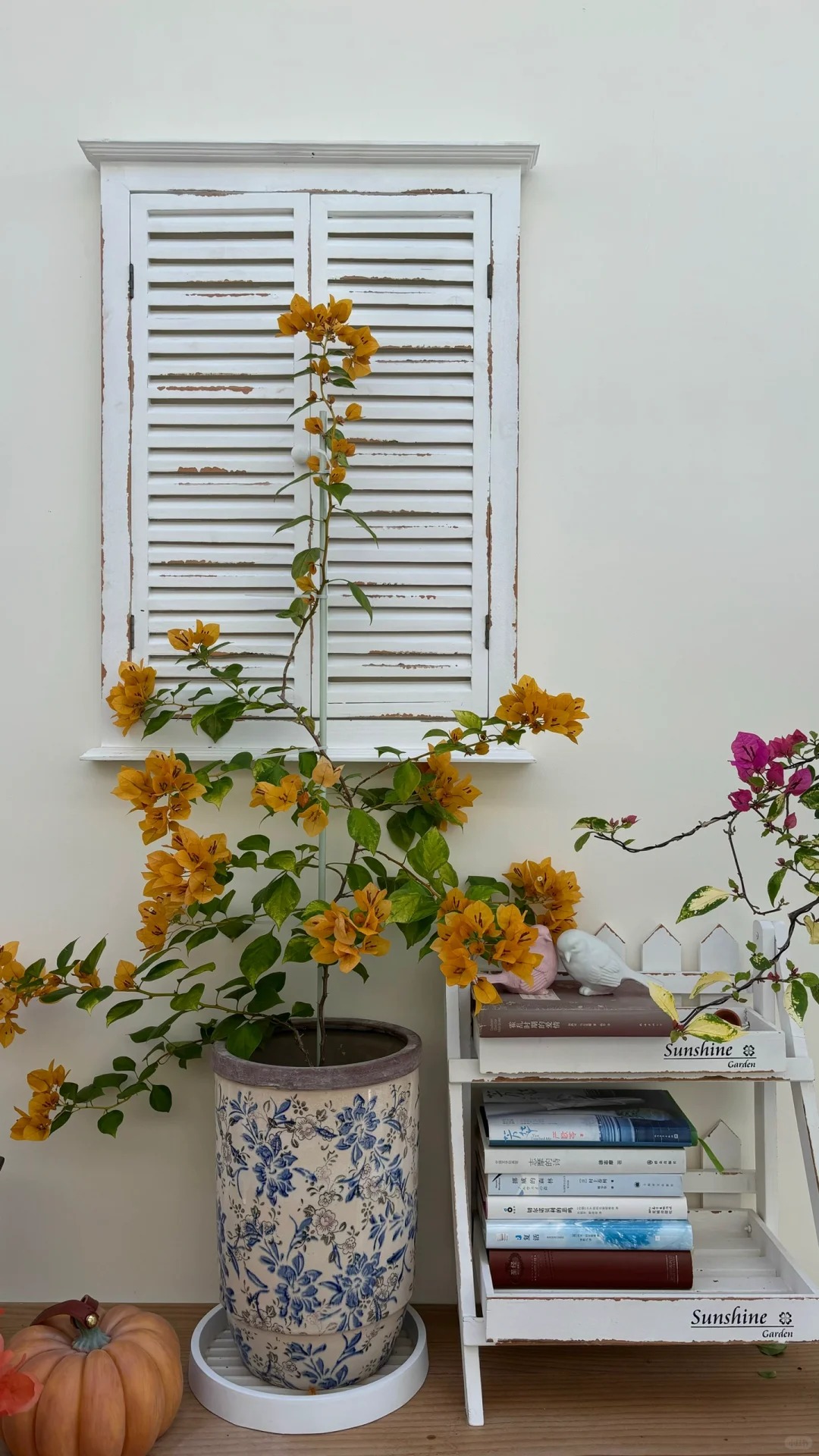 Giải mã cơn sốt chưng hoa giấy bonsai mini: Cây đong đầy năng lượng dương giúp xua tà khí, nhà chật mấy cũng rước được vượng khí vào nhà- Ảnh 14.