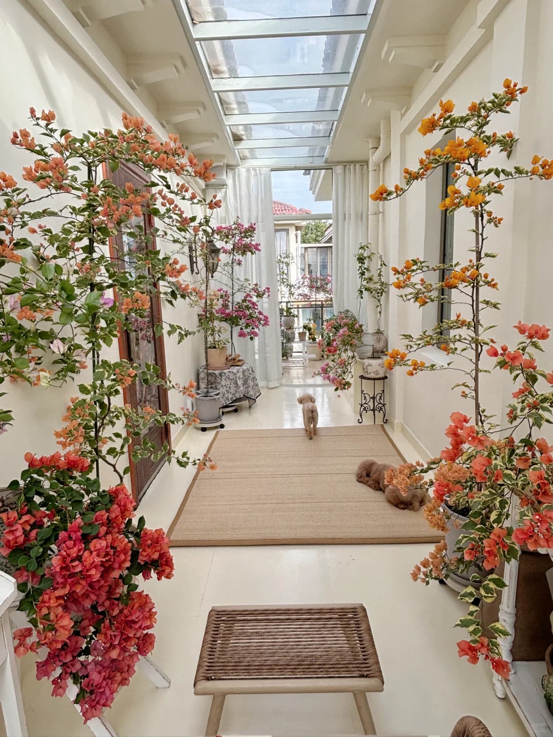 Giải mã cơn sốt chưng hoa giấy bonsai mini: Cây đong đầy năng lượng dương giúp xua tà khí, nhà chật mấy cũng rước được vượng khí vào nhà- Ảnh 17.