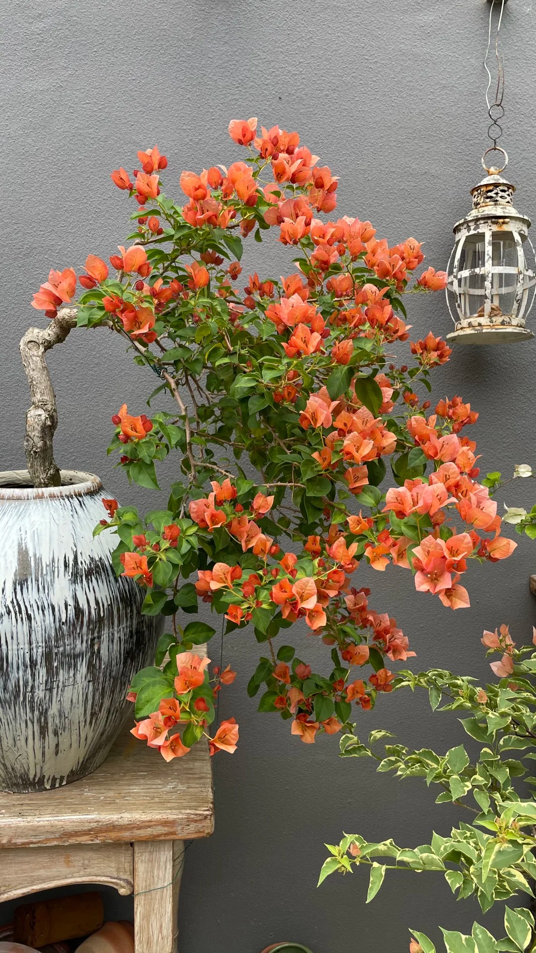 Giải mã cơn sốt chưng hoa giấy bonsai mini: Cây đong đầy năng lượng dương giúp xua tà khí, nhà chật mấy cũng rước được vượng khí vào nhà- Ảnh 19.