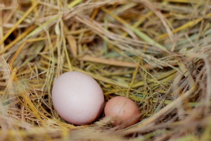 Mua trứng nên chọn quả to hay quả nhỏ? Người chăn nuôi lâu năm tiết lộ câu trả lời bất ngờ - 3