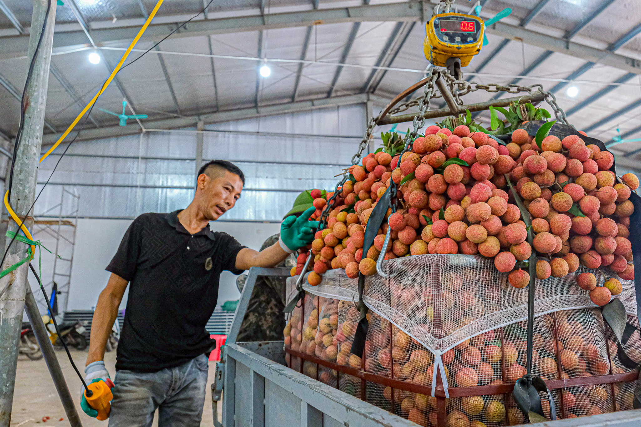 vải thiều - Ảnh 2.