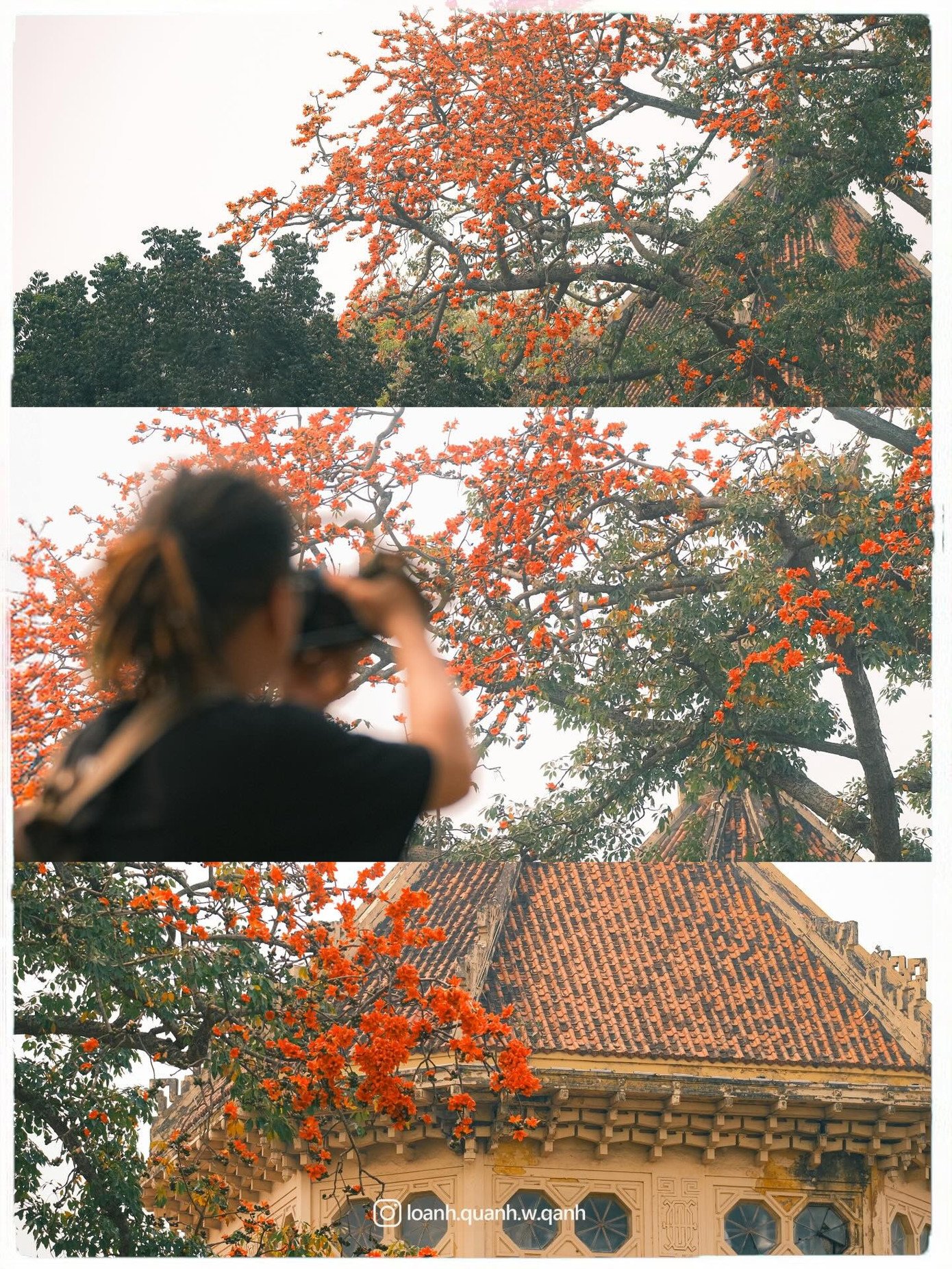 Ngắm loạt ảnh mùa cây thay lá, hiểu vì sao Hà Nội lọt top 50 thành phố đẹp nhất thế giới 8 Ngắm loạt ảnh mùa cây thay lá, hiểu vì sao Hà Nội lọt top 50 thành phố đẹp nhất thế giới - 7