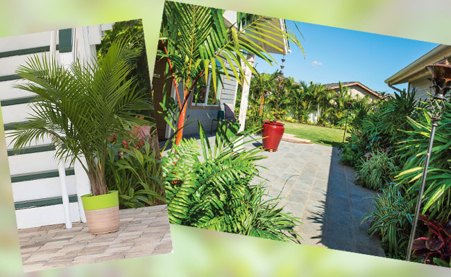 9 loại cây may mắn nên trồng trước cửa nhà- Ảnh 4.