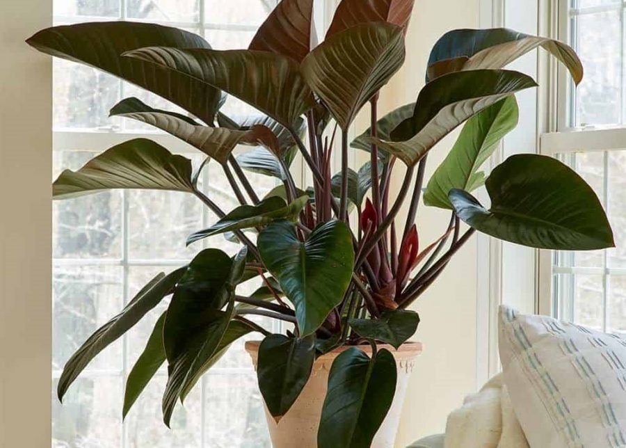 5 cây mang may mắn vào nhà, trồng 1 chậu là bừng sáng cả không gian- Ảnh 2.