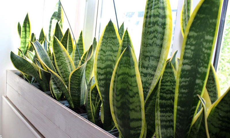 5 cây mang may mắn vào nhà, trồng 1 chậu là bừng sáng cả không gian- Ảnh 3.