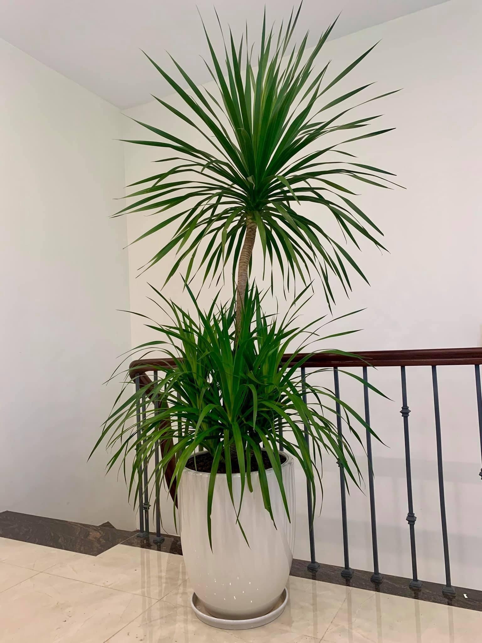 5 cây mang may mắn vào nhà, trồng 1 chậu là bừng sáng cả không gian- Ảnh 4.