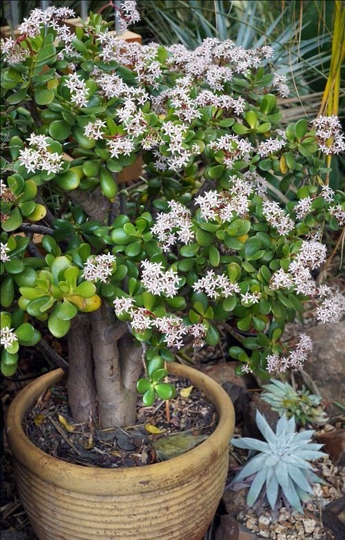 5 cây mang may mắn vào nhà, trồng 1 chậu là bừng sáng cả không gian- Ảnh 5.