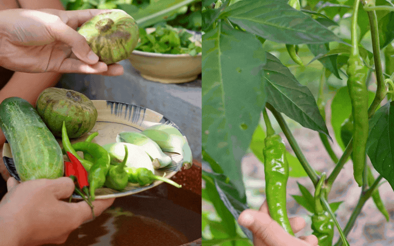 Đặc sản này ở Huế đã vào mùa: Màu xanh trong veo mát mắt, dân bản địa mê mệt có khi chẳng có mà ăn- Ảnh 7.