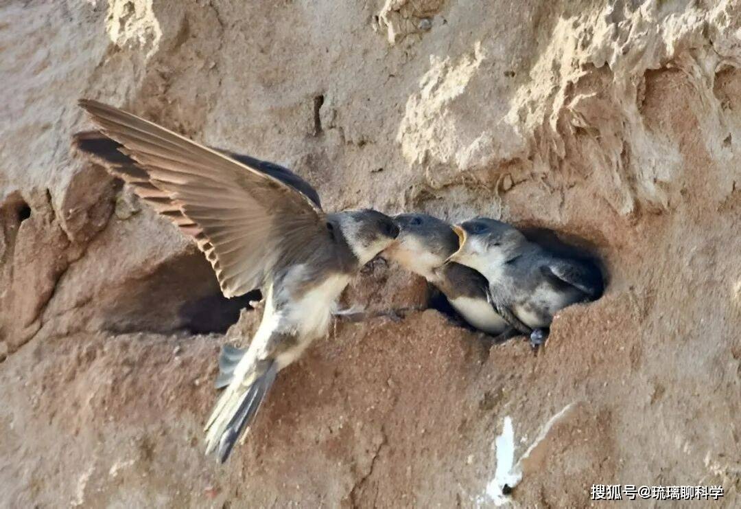 Bí ẩn loài chim bay suốt mười tháng không hạ cánh: Ăn ngủ trên trời nhưng vẫn sinh con bình thường- Ảnh 3.