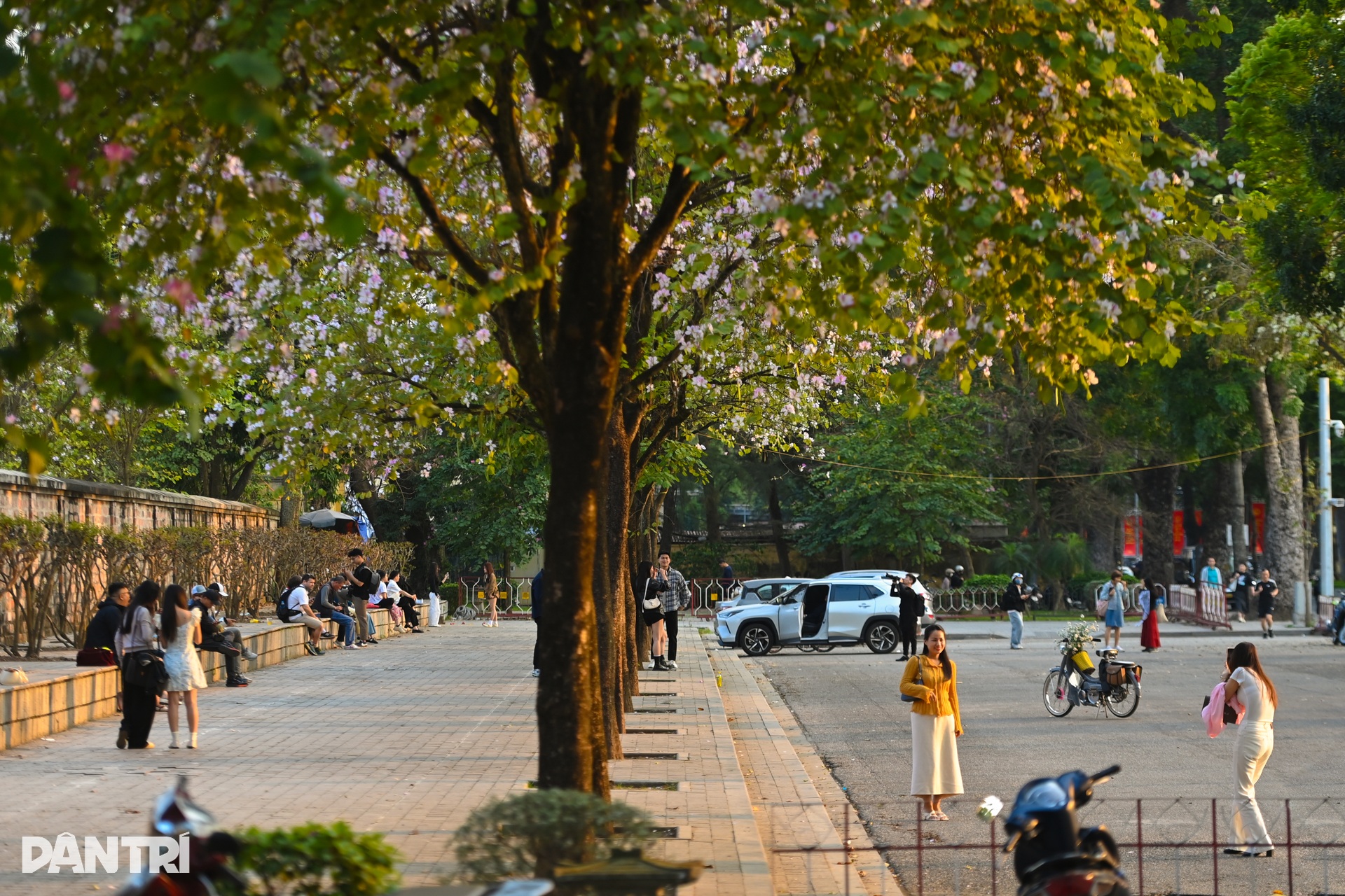 Hà Nội lãng mạn mùa hoa khoe sắc - 2