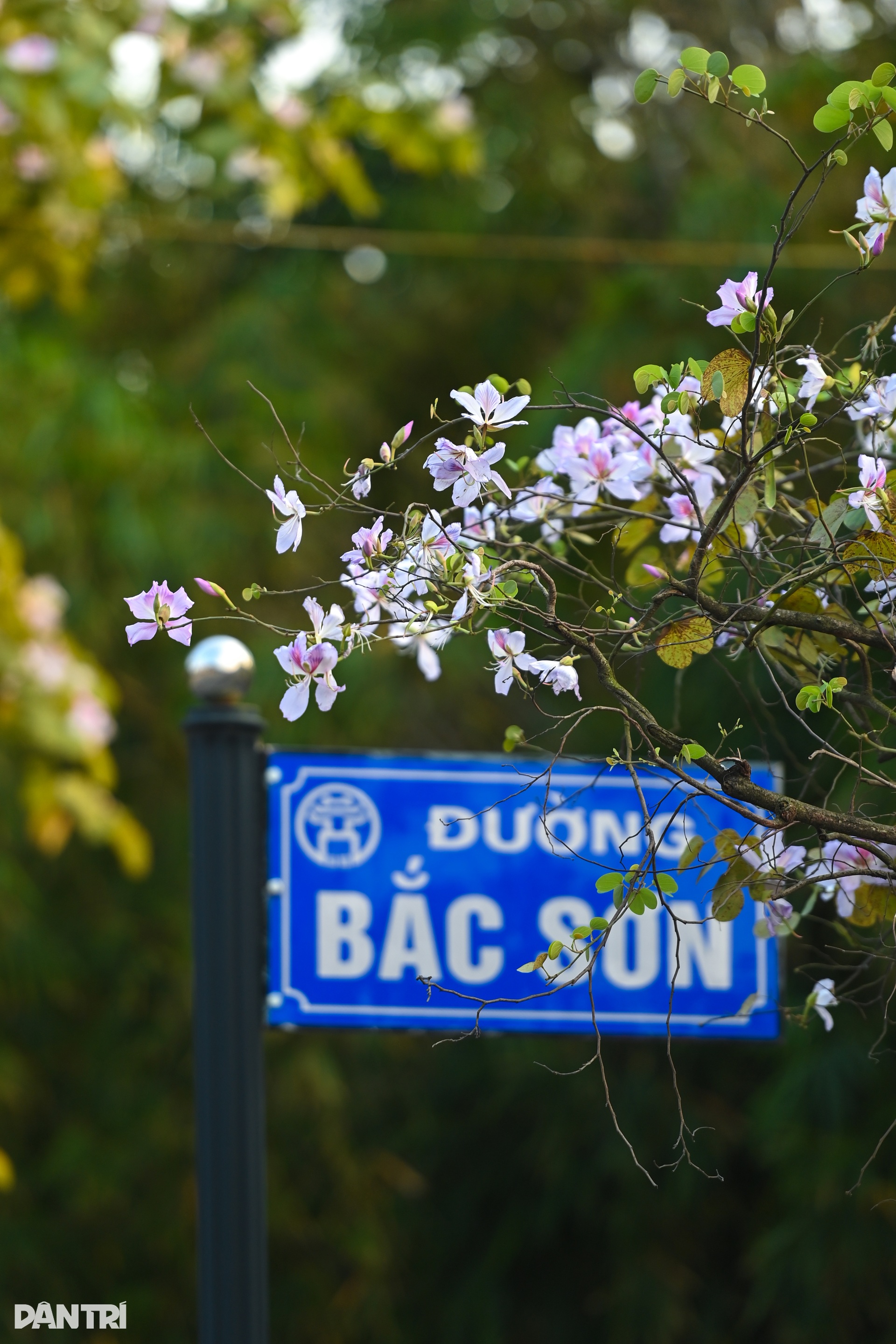 Hà Nội lãng mạn mùa hoa khoe sắc - 4