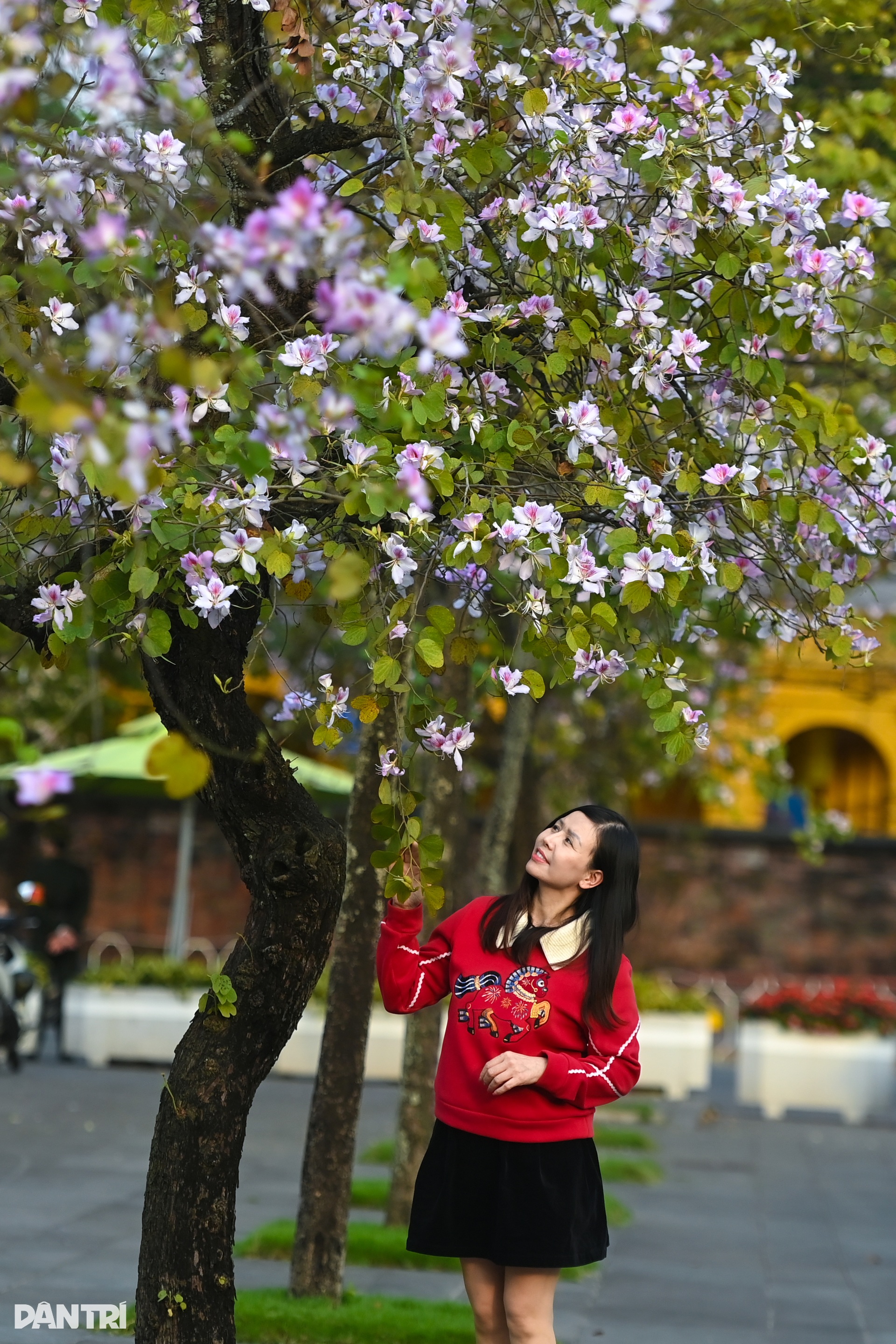 Hà Nội lãng mạn mùa hoa khoe sắc - 5