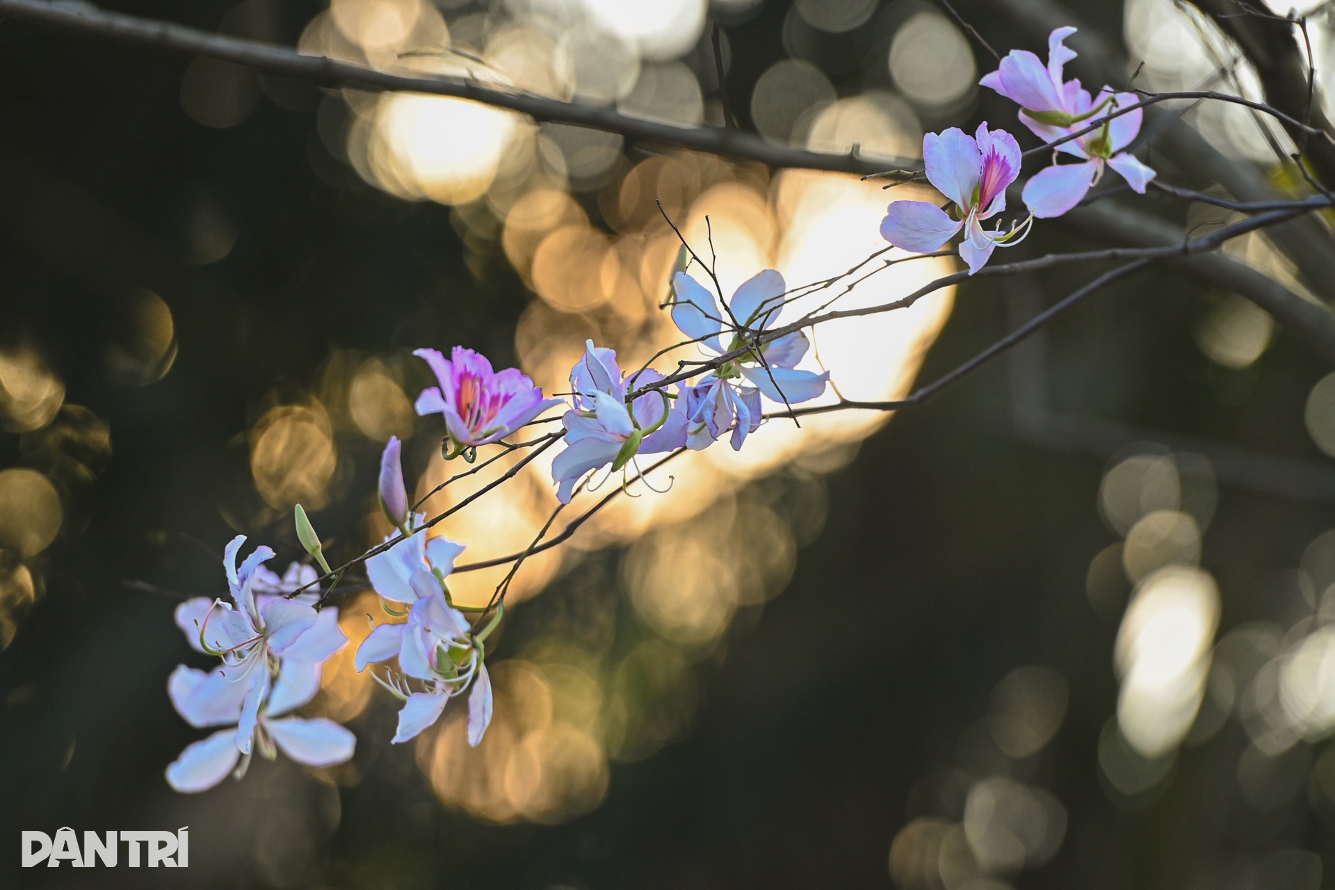 Hà Nội lãng mạn mùa hoa khoe sắc - 9