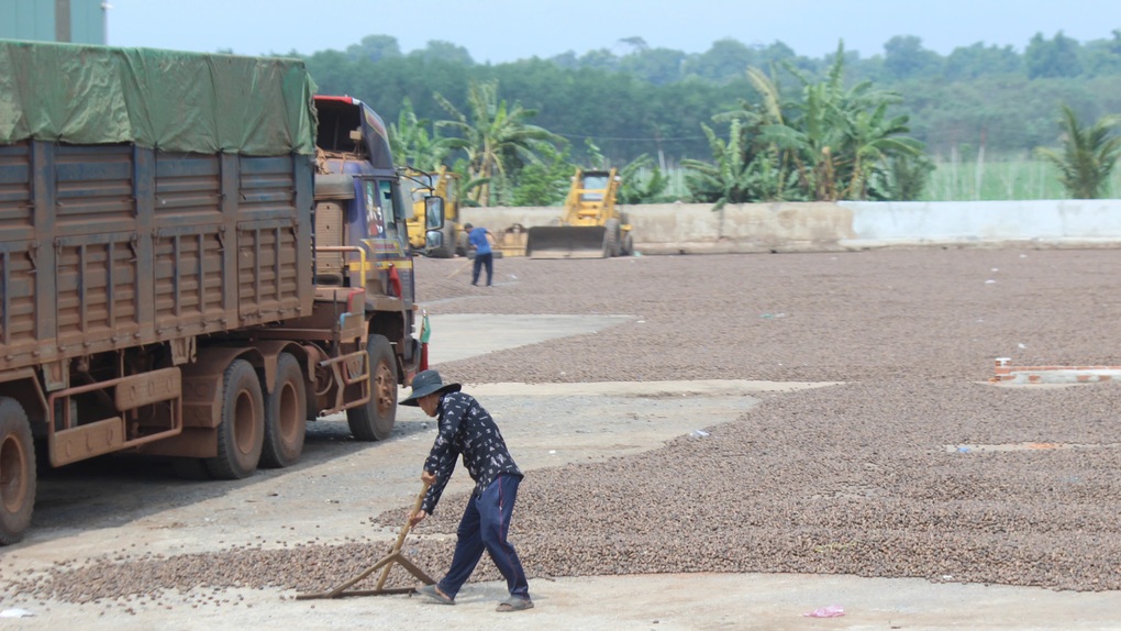 Ngành điều 2026: Khát nguyên liệu và rủi ro thanh toán bủa vây - 2