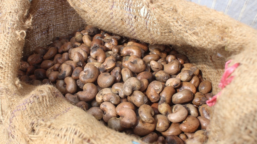 Ngành điều 2026: Khát nguyên liệu và rủi ro thanh toán bủa vây - 3