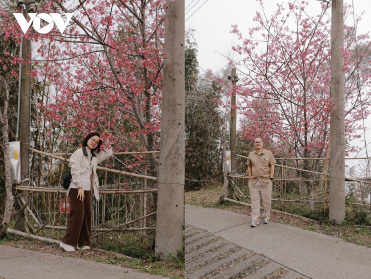 Sau mùa đông, cây cối bắt đầu đâm chồi nảy lộc, tạo nên màu xanh non tràn đầy sức sống khắp các triền núi. Đặc biệt, đây cũng là mùa hoa nở rực rỡ tại Alishan. Hoa anh đào, hoa mận và hoa tử đằng lần lượt khoe sắc, phủ hồng những con đường rừng và các điểm dừng chân.