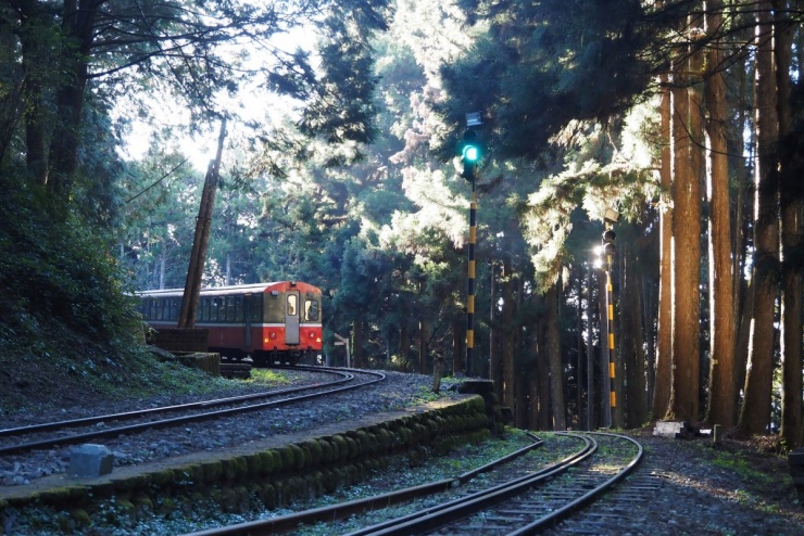 Du xuân Alishan - Lạc giữa biển mây và rừng cổ thụ của Đài Loan - 5