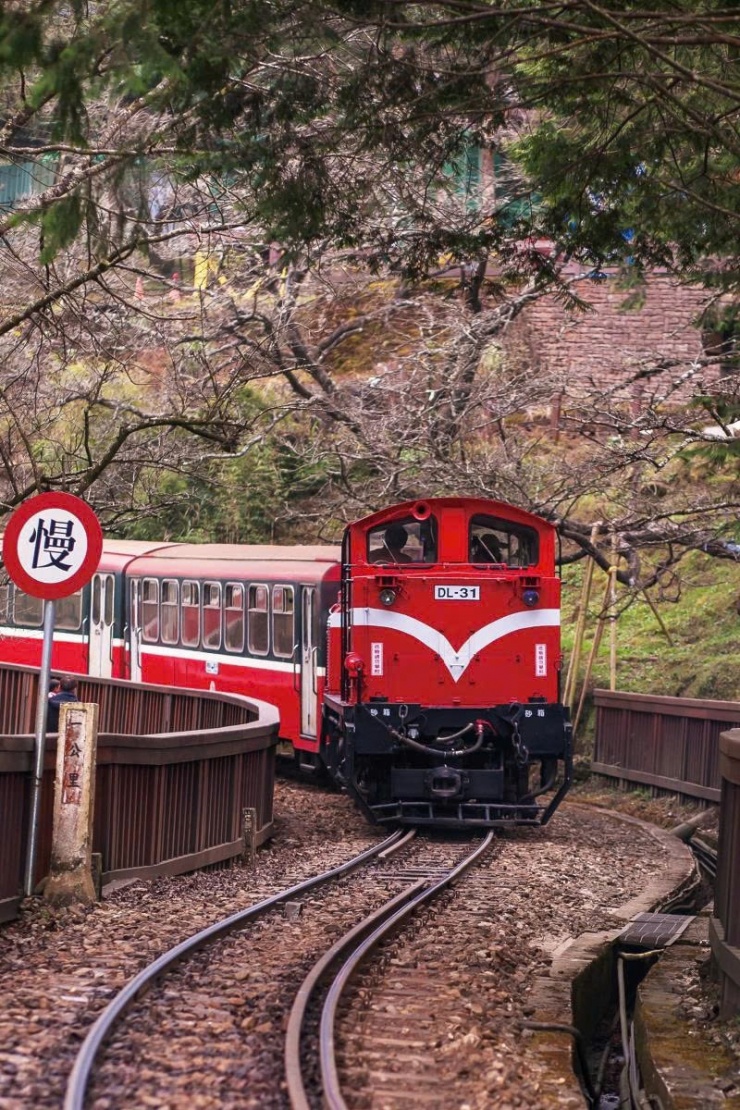 Du xuân Alishan - Lạc giữa biển mây và rừng cổ thụ của Đài Loan - 6