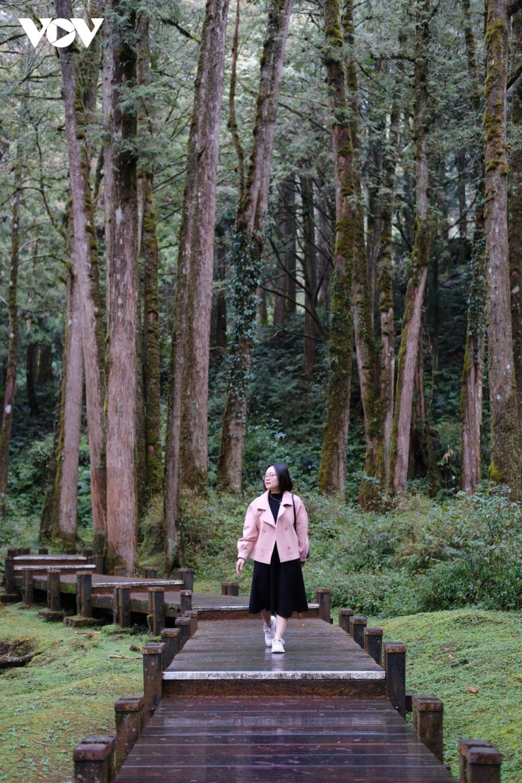 Du xuân Alishan - Lạc giữa biển mây và rừng cổ thụ của Đài Loan - 11