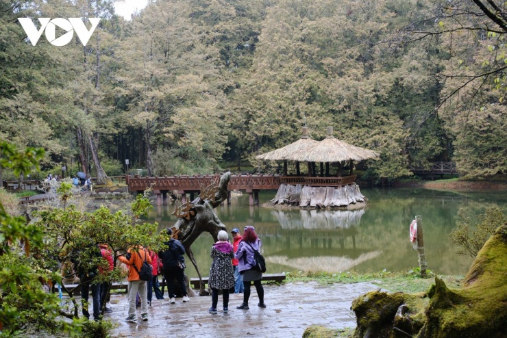 Du xuân Alishan - Lạc giữa biển mây và rừng cổ thụ của Đài Loan - 13