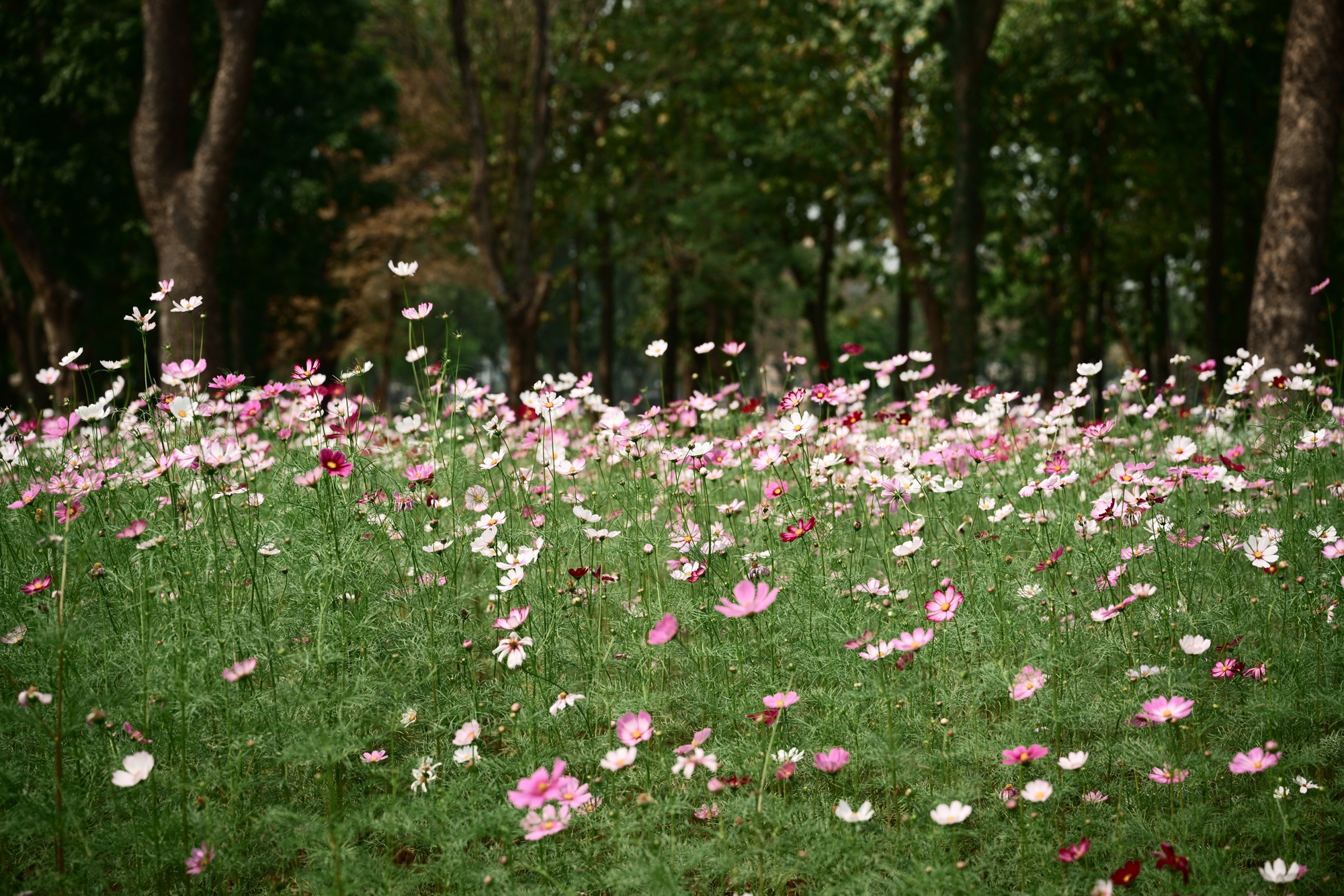 Người Hà Nội đang đổ xô ra công viên Thống Nhất săn lùng một khung cảnh vô thực- Ảnh 5. Người Hà Nội đang đổ xô ra công viên Thống Nhất săn lùng một khung cảnh vô thực- Ảnh 5.