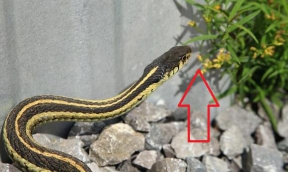 5 thứ dễ “gọi” rắn vào nhà- Ảnh 2.
