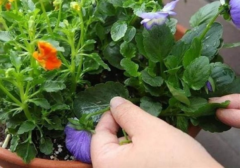 Có nên tưới nước ấm cho chậu hoa- Ảnh 2.