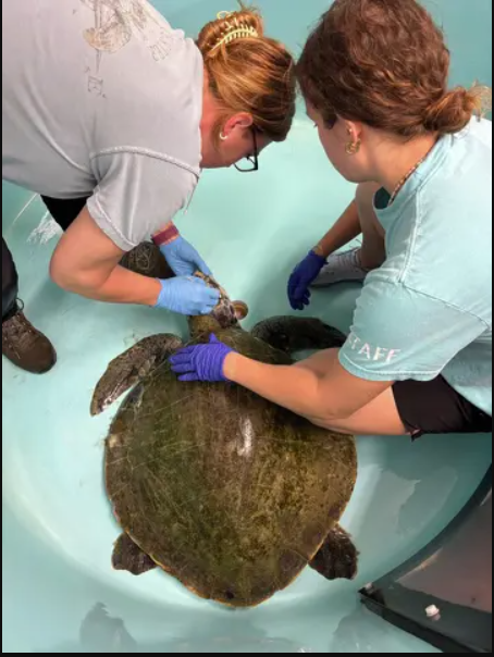 Cứu hộ tưởng nhìn nhầm khi thấy sinh vật đầy 