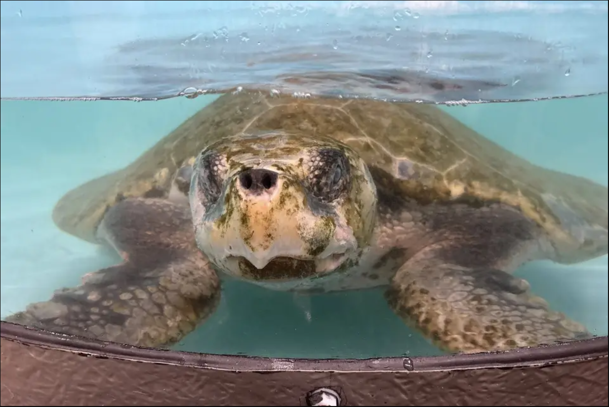 Cứu hộ tưởng nhìn nhầm khi thấy sinh vật đầy 