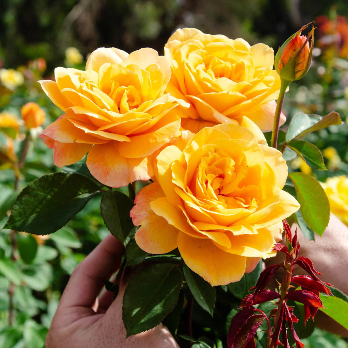 7 loại cây mang lại may mắn, nên trồng ngay trong vườn nhà- Ảnh 4.