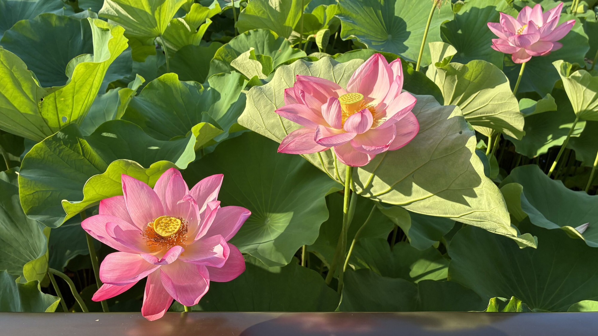 7 loại cây mang lại may mắn, nên trồng ngay trong vườn nhà- Ảnh 5.