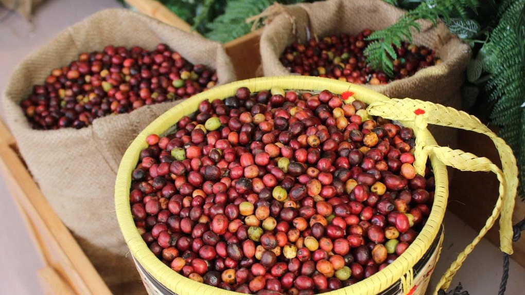 Doanh nghiệp nông sản gấp rút chạy đua trước thềm Lệnh 280 của Trung Quốc - 3