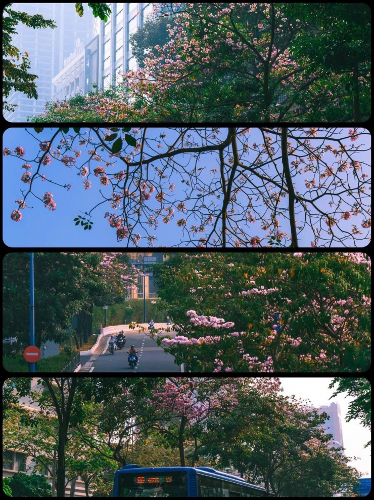 TP.HCM mùa hoa kèn hồng rực rỡ: Những tọa độ săn mây hồng đậm chất điện ảnh 3 Sắc hồng pastel dịu dàng xoa dịu đi cái nắng đầu hạ. (Ảnh: duonginsaigon)