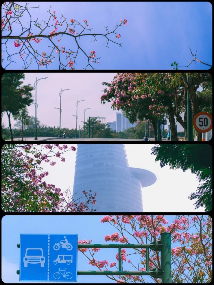 TP.HCM mùa hoa kèn hồng rực rỡ: Những tọa độ săn mây hồng đậm chất điện ảnh 4 (Ảnh: duonginsaigon)