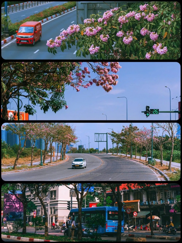 TP.HCM mùa hoa kèn hồng rực rỡ: Những tọa độ săn mây hồng đậm chất điện ảnh 5 Dẫu chỉ bung nở trong vỏn vẹn vài tuần ngắn ngủi, kèn hồng vẫn đủ sức để lại dư âm ngọt ngào cho thành phố. (Ảnh: duonginsaigon)