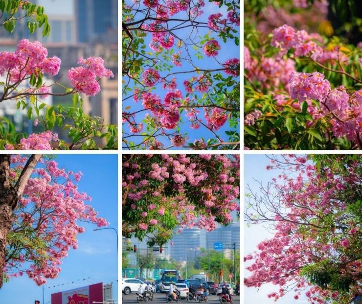 TP.HCM mùa hoa kèn hồng rực rỡ: Những tọa độ săn mây hồng đậm chất điện ảnh 6 Khung cảnh lãng mạn trên đường Tố Hữu. (Ảnh: hoangbao1895)