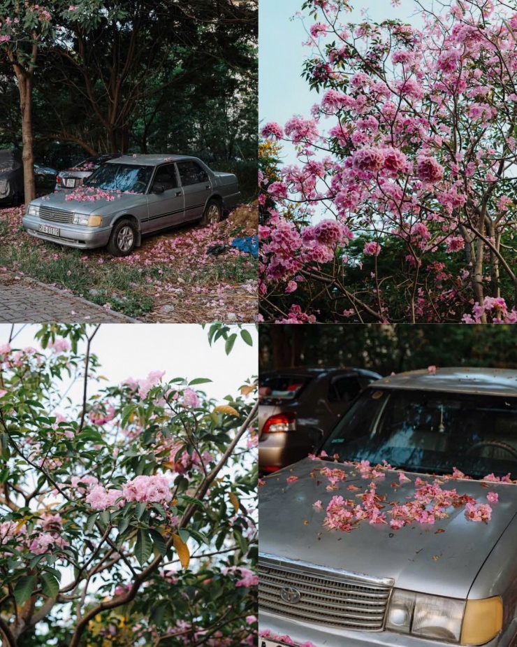 TP.HCM mùa hoa kèn hồng rực rỡ: Những tọa độ săn mây hồng đậm chất điện ảnh 7 Cận cảnh vẻ đẹp mộng mơ của những cánh hoa kèn hồng đong đưa trong gió. (Ảnh: chupchoetsaigon)