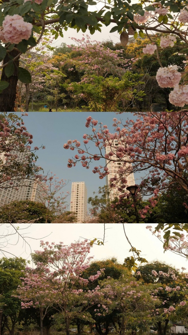 TP.HCM mùa hoa kèn hồng rực rỡ: Những tọa độ săn mây hồng đậm chất điện ảnh 8 (Ảnh: sapphirewang2210)